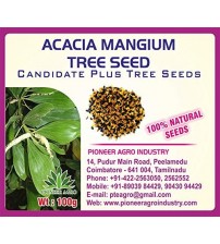 Acacia Mangium Tree Seed 100 grams
